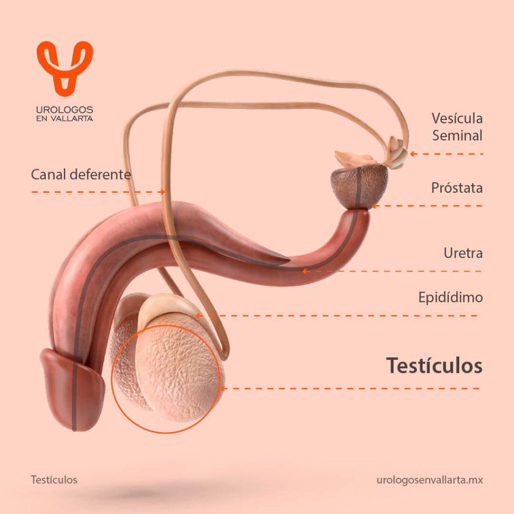 Infografía: Anatomía de los testículos
